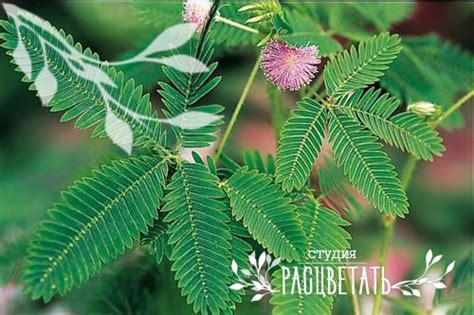 Мимоза стыдливая — Студия Расцветать