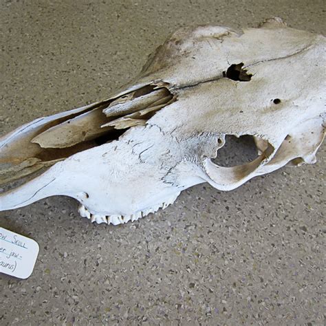 how to clean a cow skull
