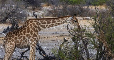 Wildebeest Calving Season in Tanzania. | GetYourGuide