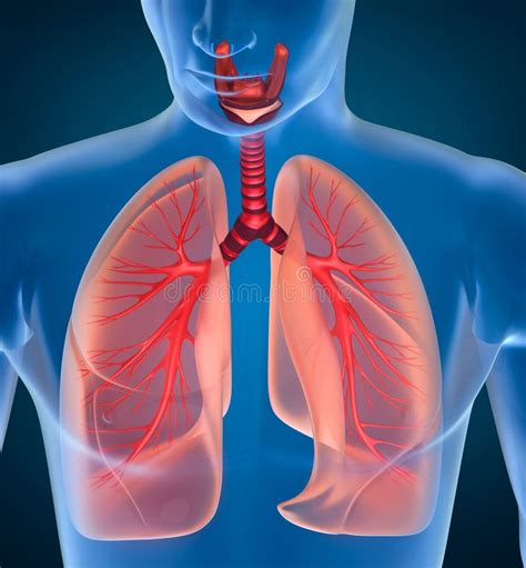 Anatomy Of Human Respiratory System Stock Illustration Image 55211737