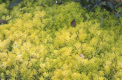 Седум скальный / Sedum reflexum