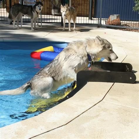 Dog Pool Steps | WaterDog Adventure Gear | Dog pool ramp, Dog pool, Dog ...