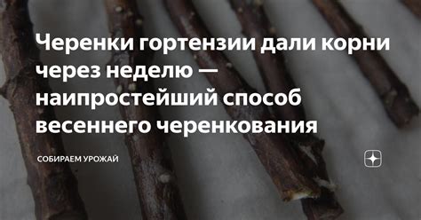 Черенки гортензии дали корни через неделю — наипростейший способ ...