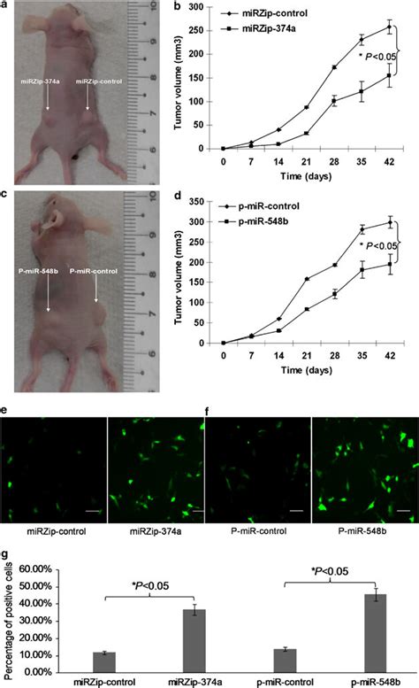 MiR 374a And MiR 548b Regulate Tumorigenesis Of Gefitinib Resistance