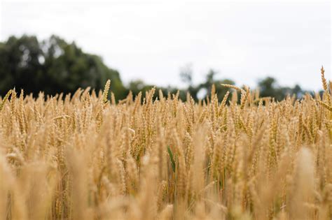 Free Images Agriculture Close Up Countryside Crop Cropland Farm