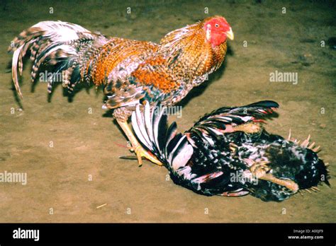 Victorious fighting cock stands over its fatally injured opponent in a ...