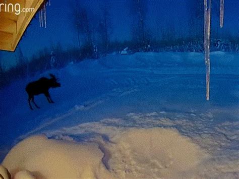 Rare Video Of A Moose Shedding Its Antlers Goes Viral Watch