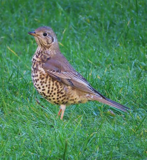 Mistle Thrush Mistle Thrush Turdus Viscivorus Seen On Th… Flickr