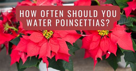 How To Take Care Of Poinsettia Plants Back Gardener