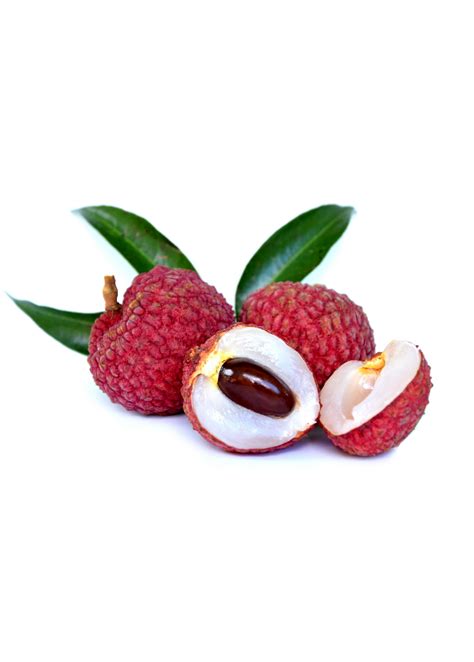 Sweetheart Lychee 3 5 Ft Tropical Fruit Tree Sow Exotic