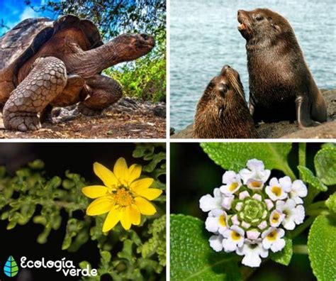 Conoce La Flora Y Fauna De Las Islas Galápagos Ecuador Ecuador En Línea