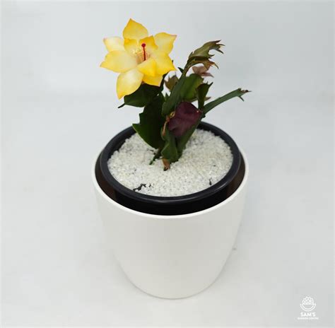 Zygocactus Sophia |Yellow| Thor Sophia | Sam's Garden Centre
