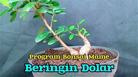 Pres Cabang Dan Cek Akar Bahan Bonsai Beringin Dolar Youtube