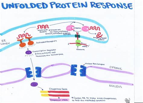 Cell Biology Study Guides Ashleys Biology Study Guides Study Biology