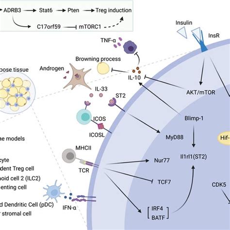 Disparate Roles Of AT Treg Subsets In Obesity And Aging Two Subsets Of