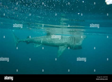 basking shark feeding in the UK Stock Photo - Alamy