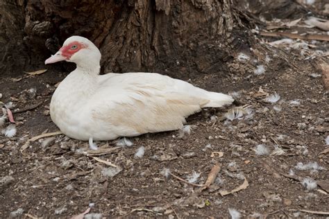 White Muscovy Feathered Acres