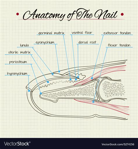 Diagram Of Nail Anatomy - Nail Ftempo