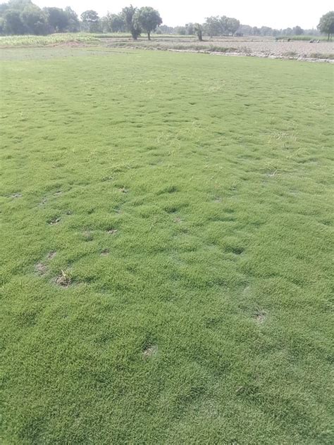 Round Natural Nilgiri Grass At Rs 11 95 Sq Ft In New Delhi ID