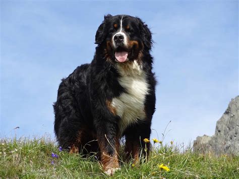 Do Bernese Mountain Dogs Drool A Lot