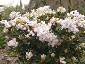 Купить саженцы: рододендрон в СПб и области | Святовит