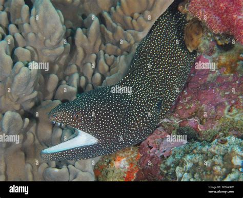 Turkey Moray Gymnothorax Meleagris With Open Mouth Sodwana Bay