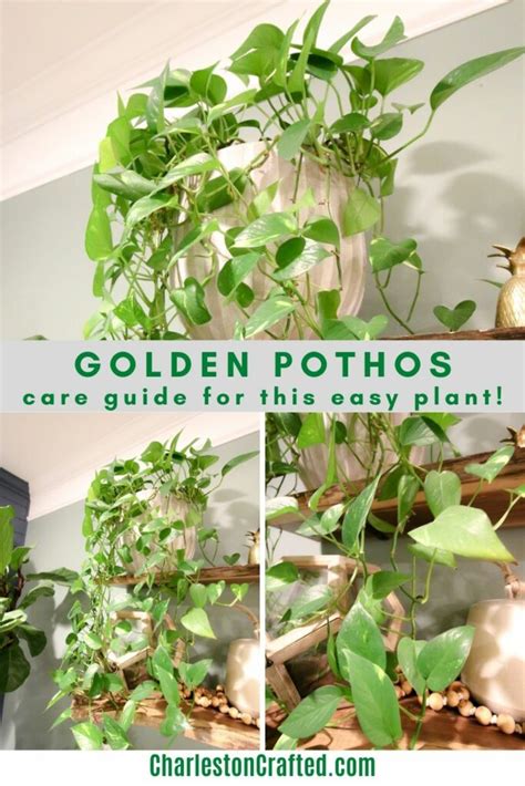 The Complete Golden Pothos Plant Care Guide Keep Your Plants Alive