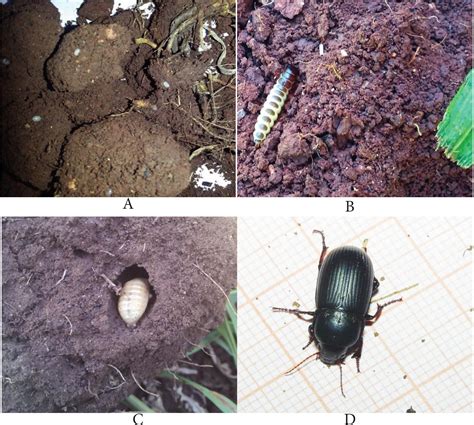 Ground Beetle Life Cycle