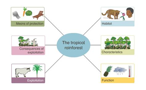 Ecosystem of tropical rainforests