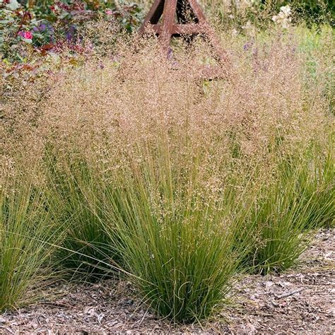 Prairie Dropseed Grass Sporobolus Heterolepis American Meadows