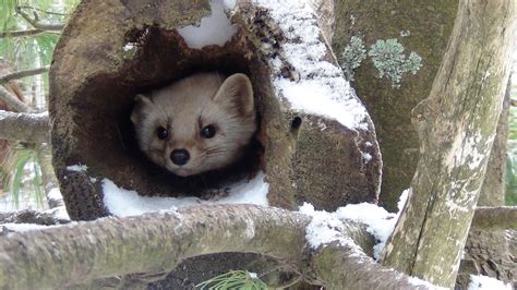 Celebrate the season with Winter Wildland at Shubenacadie Wildlife Park