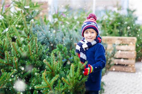 Sapin de Noël 5 astuces pour bien le choisir