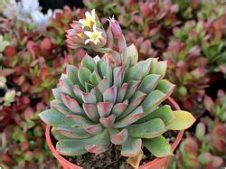 Суккулентные растения, Петр Лапшин, каталог для заказа - succulents by ...