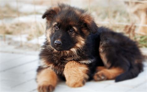 German shepherd puppy wallpaper - Animal wallpapers - #26058