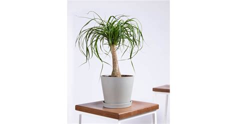 Potted Ponytail Palm Indoor Plant The Best Pet Friendly Plants From