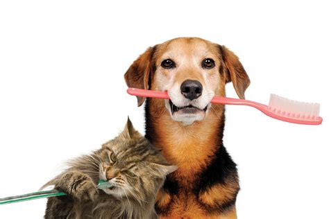 Cat Brushing Teeth