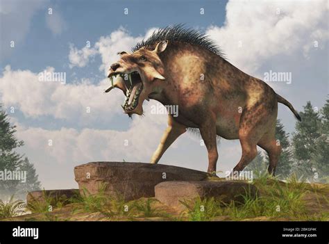 The Entelodon, or hell pig, is an extinct prehistoric pig or boar-like