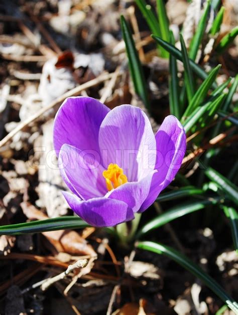 Krokus Blomster Stock Foto Colourbox