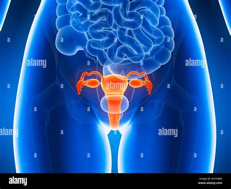 Anatomy of human uterus, illustration Stock Photo - Alamy