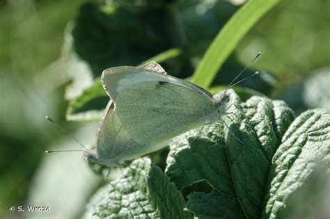 Pieris Brassicae Linnaeus Pi Ride Du Chou La Grande