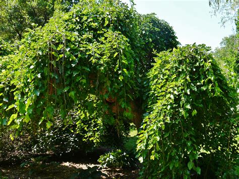 The Appeal Of The Weeping Mulberry Geranium Blog
