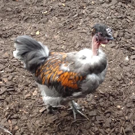 Naked Neck For Sale Chickens Breed Information Omlet