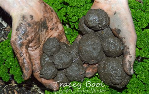 Clay Seed Balls - Tracey Bool Garden Writer