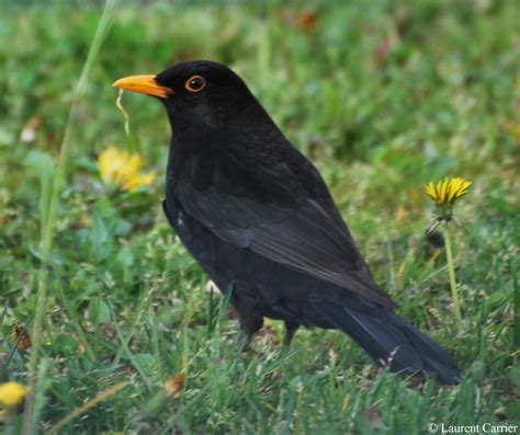 Merle Noir Turdus Merula Laurent Carrier Ornithologie