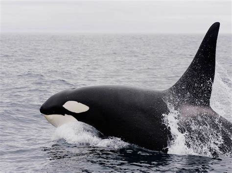 Killer Whale Coast