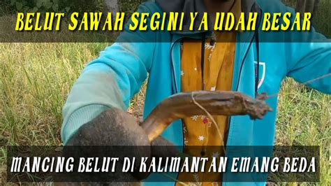 Keseruan Mancing Belutdi Sawah Lumayan Besar Belut Nya Youtube