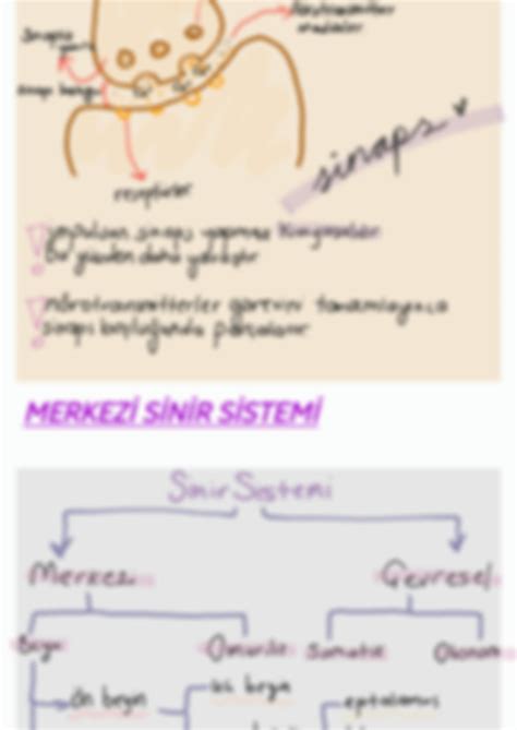 SOLUTION 11 Sinif Sinir Sistemi Notlari Turkce 2023 Yks Studypool