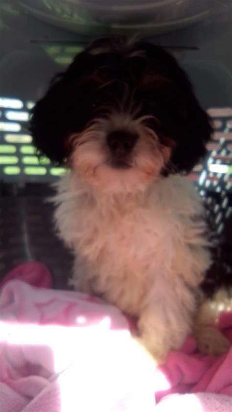 Cavachon Puppy In Wexford Ikc Registered Dogs Sale Dogs For Sale