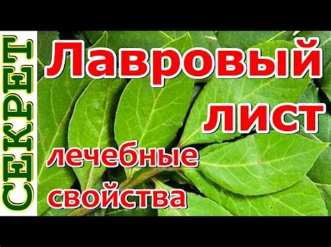Лавровый лист: лечебные полезные свойства и противопоказания