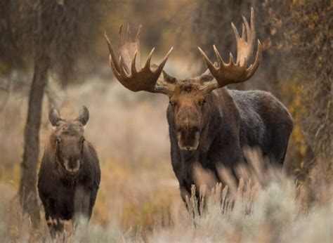 Moose Milk – Sidney Museum